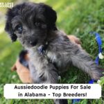 Aussiedoodle-Puppies-For-Sale-in-Alabama-Top-Breeders-template