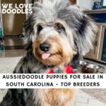 Aussiedoodle Puppies For Sale in South Carolina