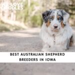 Australian Shepherd Breeders in Iowa