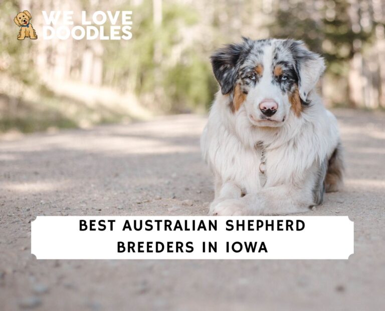 8 Best Australian Shepherd Breeders in Iowa!