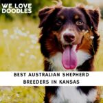 Australian Shepherd Breeders in Kansas