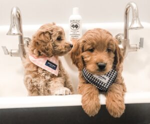 how often should you groom a mini goldendoodle