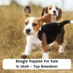 Beagle-Puppies-For-Sale-in-Utah-Top-Breeders-template