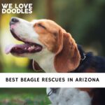 Beagle Rescues in Arizona