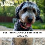 Bernedoodle Breeders in Arizona