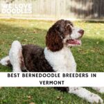 Bernedoodle Breeders in Vermont