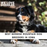 Bernese Mountain Dog Breeders in Iowa