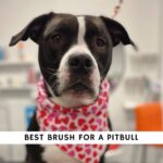 Best Brush For Pitbull