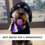Best Brush for Bernedoodle