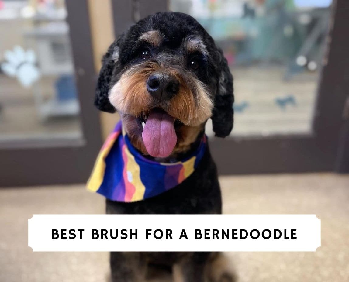 Brush for clearance bernedoodle