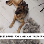 Best Brush for German Shepherd