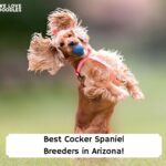 Best-Cocker-Spaniel-Breeders-in-Arizona-template