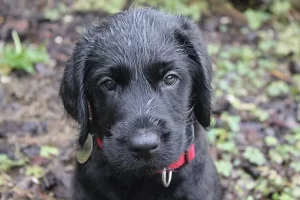 Puppies For Sale in Delaware