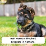 Best-German-Shepherd-Breeders-In-Montana-template