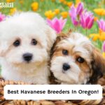 Best-Havanese-Breeders-In-Oregon-template