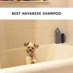 Best Havanese Shampoo