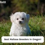Best-Maltese-Breeders-In-Oregon-template