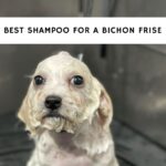 Best Shampoo For Bichon Frise