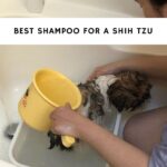 Best Shampoo For Shih Tzu