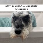 Best Shampoo Miniature Schnauzer