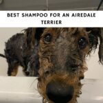 Best Shampoo for Airedale Terrier