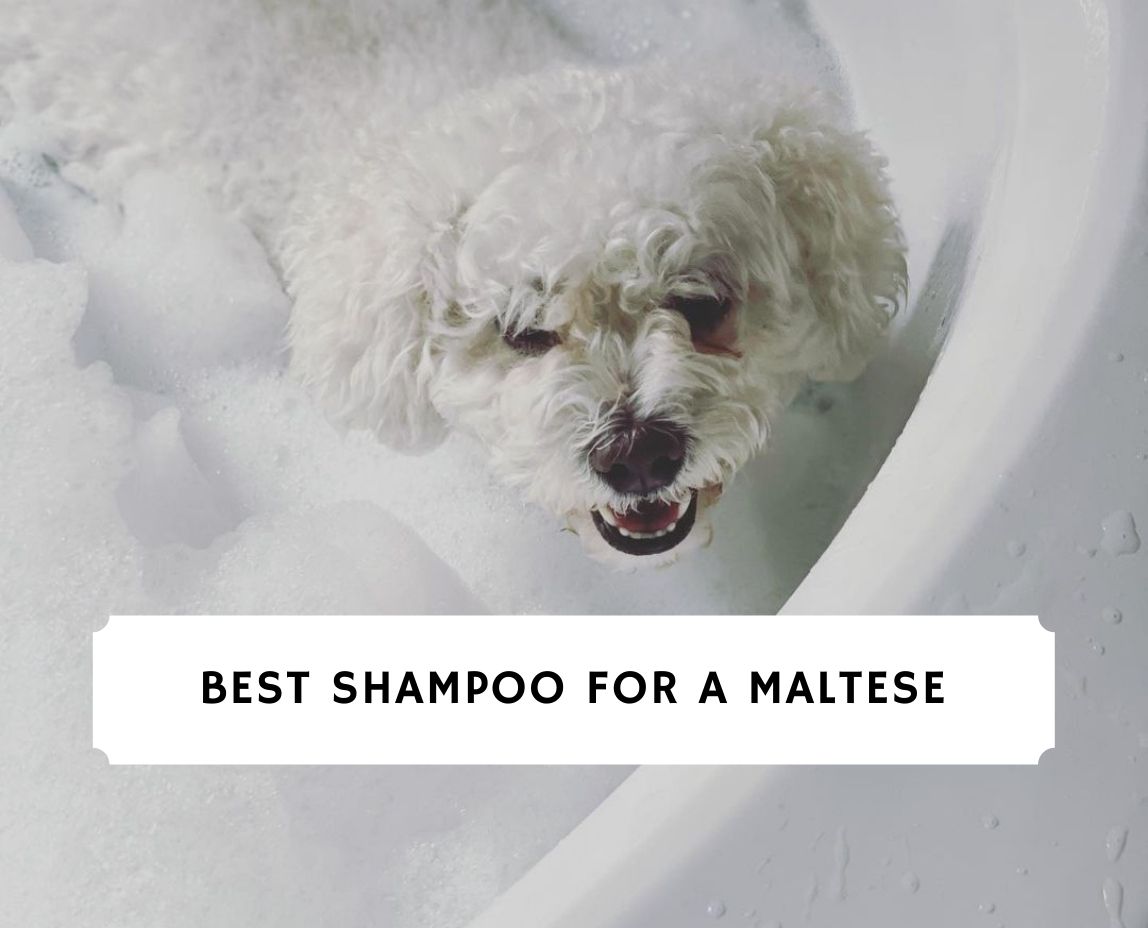 Best Shampoo for a Maltese Top 7 Picks! (2024) We Love Doodles