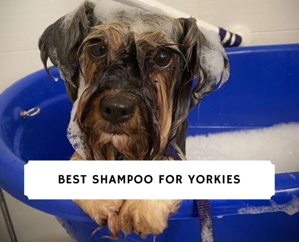 Best Shampoo for Yorkies Top 7 Picks!