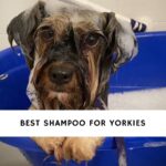 Best Shampoo for Yorkies