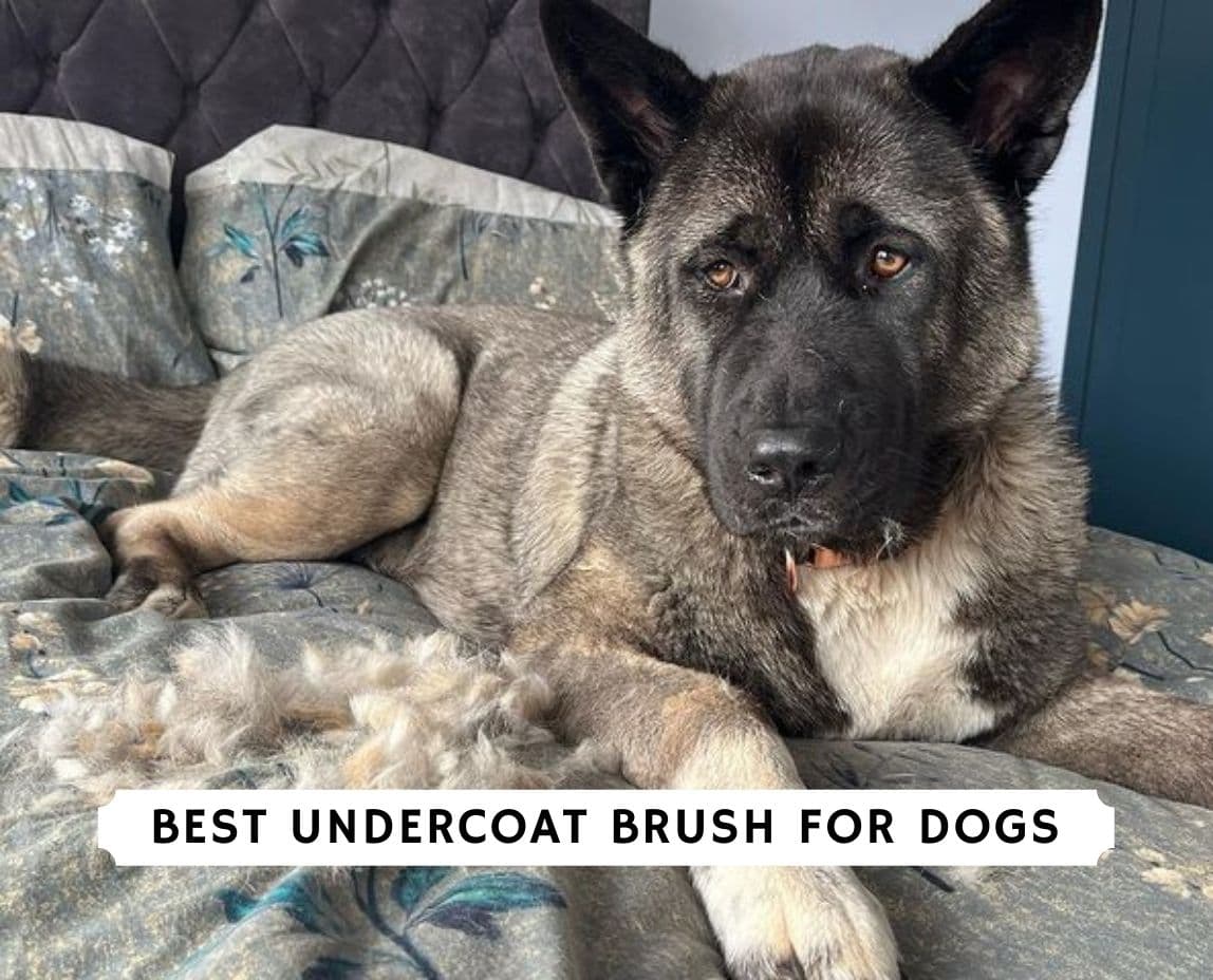 Best Undercoat Brush For Dogs