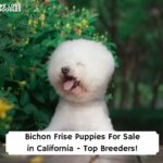 Bichon-Frise-Puppies-For-Sale-in-California-Top-Breeders-template