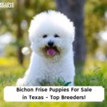 Bichon-Frise-Puppies-For-Sale-in-Texas-Top-Breeders-template