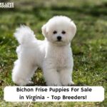Bichon-Frise-Puppies-For-Sale-in-Virginia-Top-Breeders-template