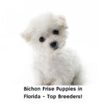 Bichon-Frise-Puppies-in-Florida-Top-Breeders-template