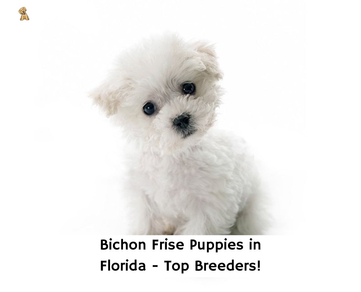 Bichon Frise Puppies in Florida: Top 7 Breeders! (2023) - We Love Doodles