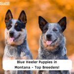Blue-Heeler-Puppies-in-Montana-Top-Breeders-template