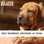 Boerboel Breeders in Texas