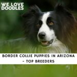 Border Collie Puppies in Arizona