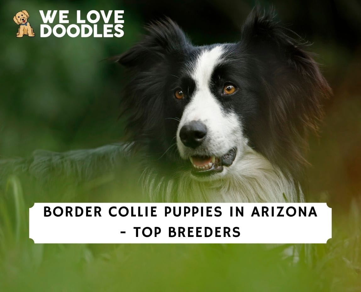 are border collies loving dogs