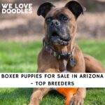 Boxer Puppies For Sale in Arizona