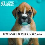 Boxer Rescues in Indiana