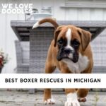 Boxer Rescues in Michigan