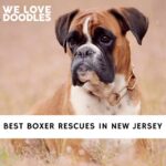 Boxer Rescues in New Jersey