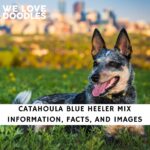 Catahoula Blue Heeler Mix