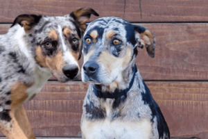 catahoula leopard dog blue heeler mix