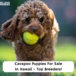 Cavapoo-Puppies-For-Sale-In-Hawaii-Top-Breeders-template