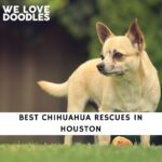Chihuahua Rescues in Houston
