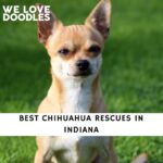 Chihuahua Rescues in Indiana