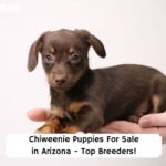 Chiweenie-Puppies-For-Sale-in-Arizona-Top-Breeders-template