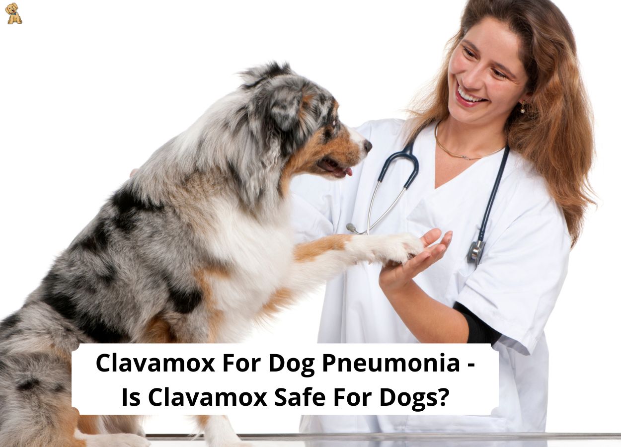 can pneumonia in dogs be cured