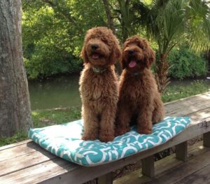 The Doodle Patch